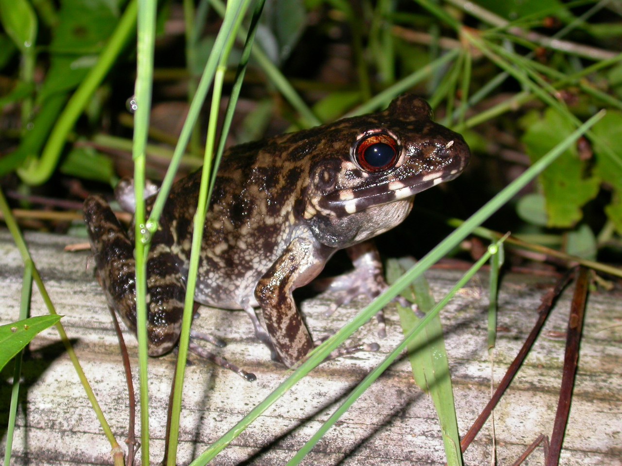 Pulchrana glandulosa